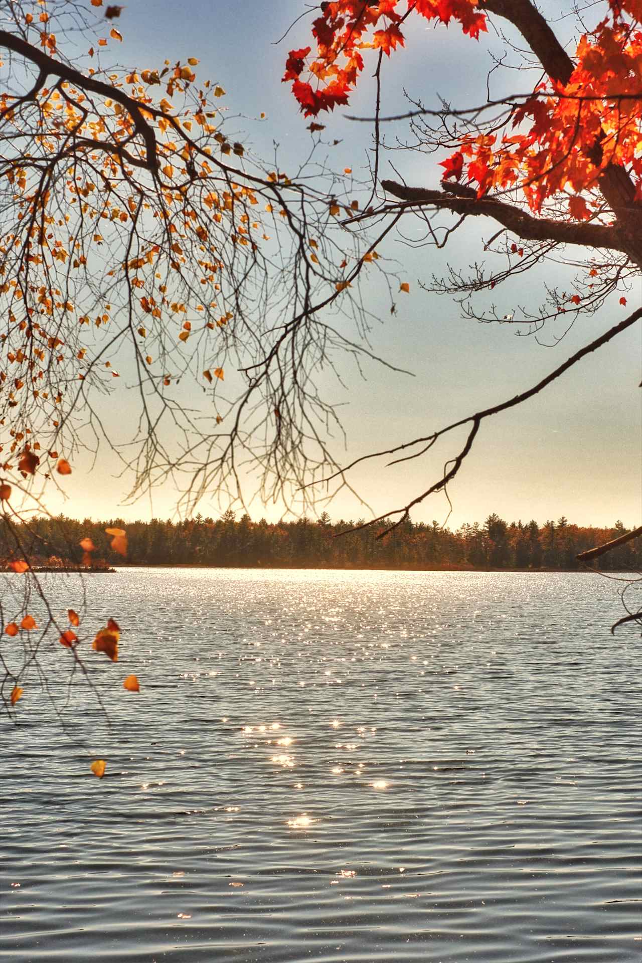 Waterfront Woodsy Glamping