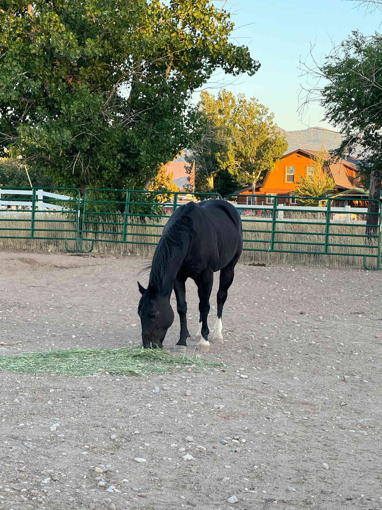 Rio Riata Hobby Horse Ranch