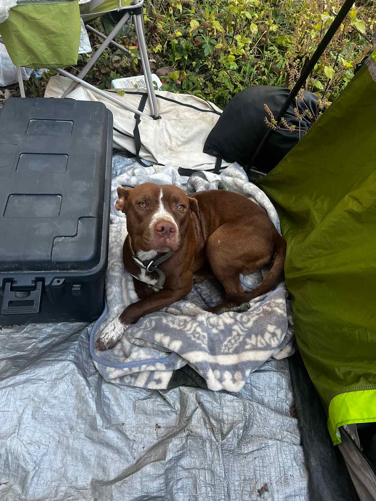 Pup that lives nearby, has a bark that will scare the crap out of you but doesn’t show a single sign of aggression. Slept outside our tent and then went home 