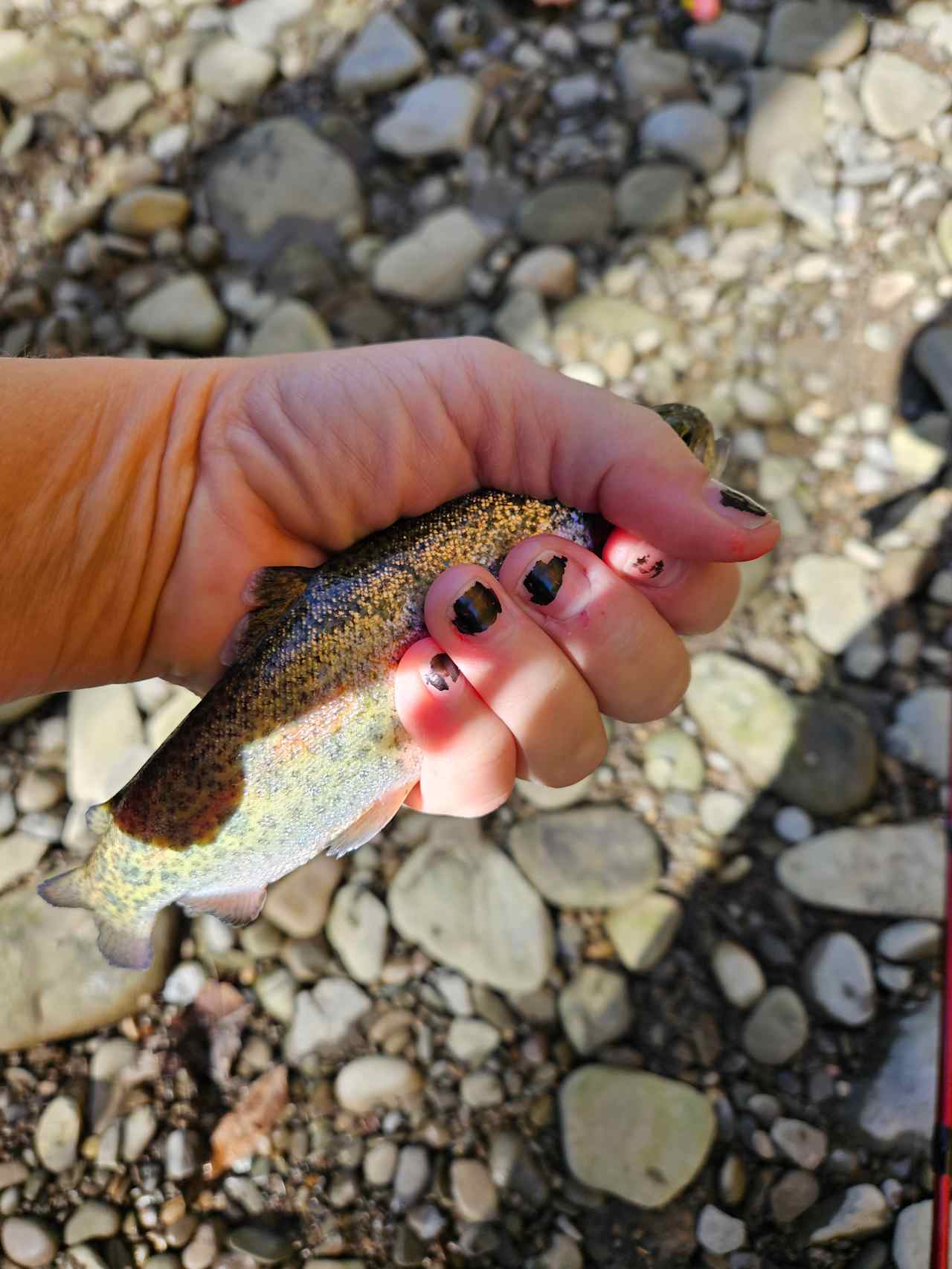 Steelhead Run Recreation Area