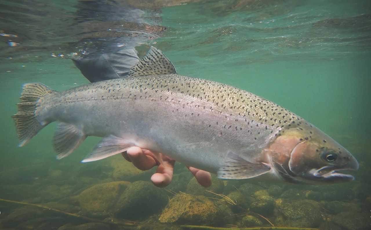 Trinity River FlyCamp