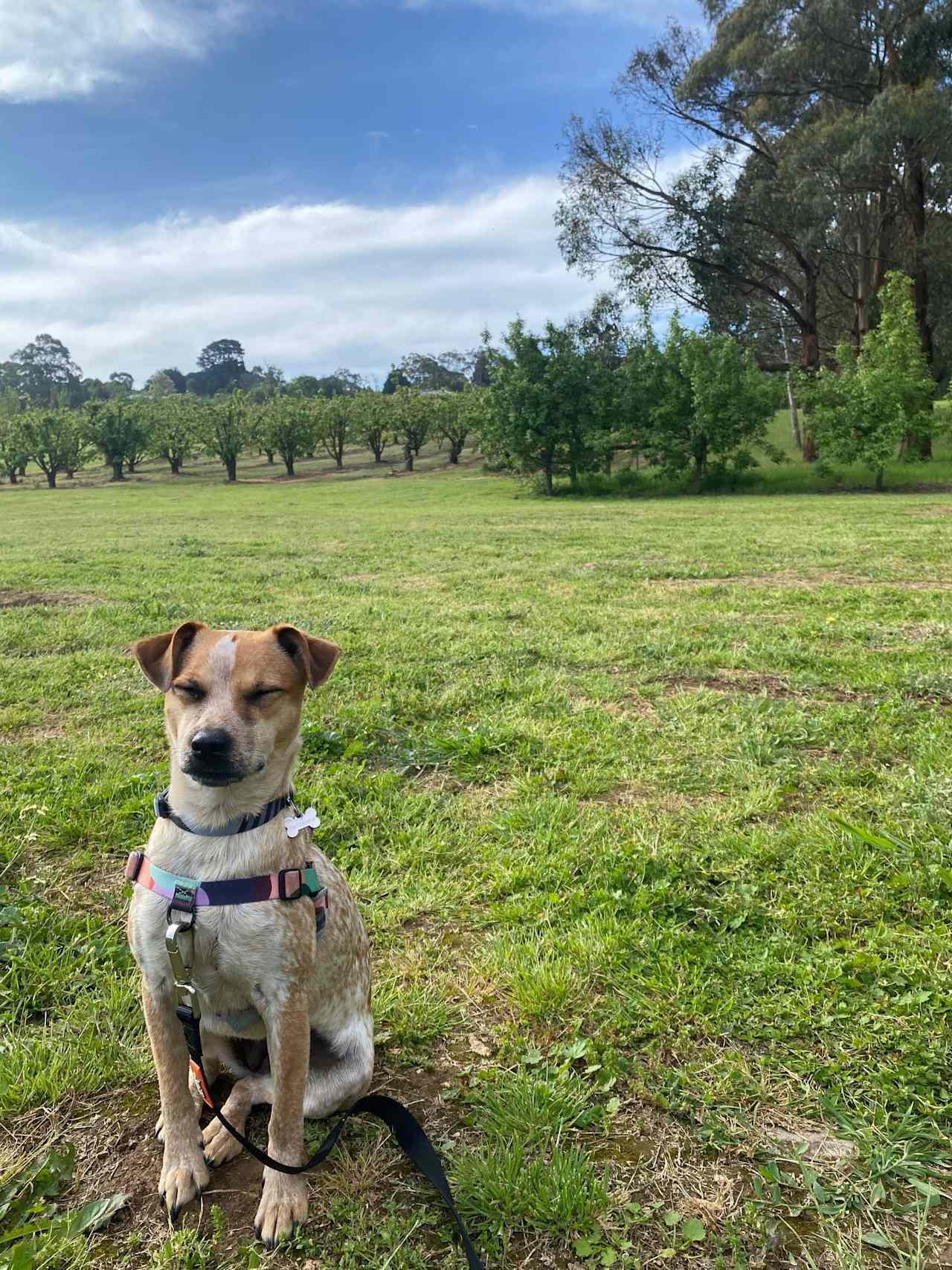 Red Hill Orchard Farm Stay