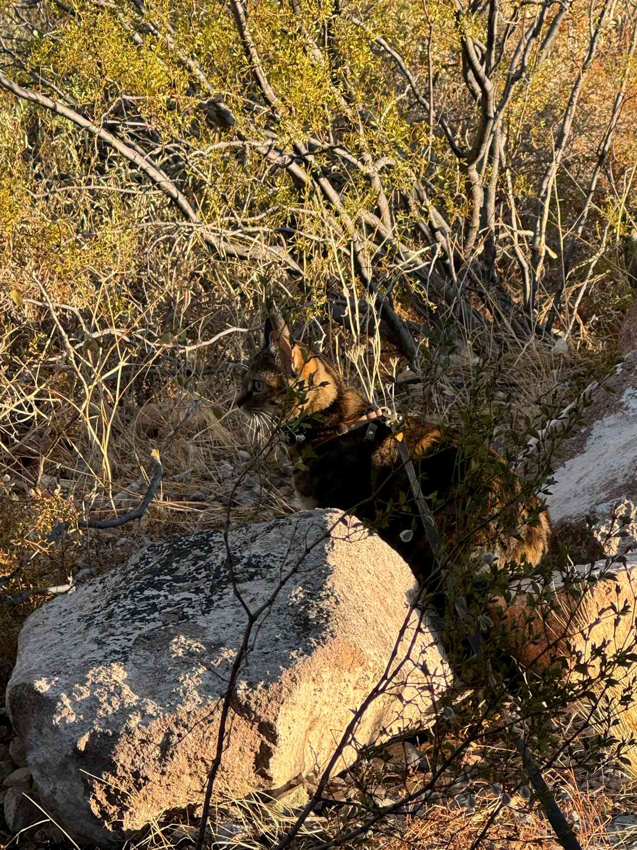 Saguaro View