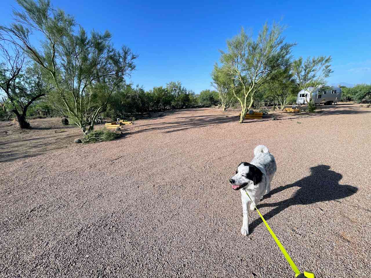 Gravel driveway in front of Site 3, and our friendly dog Rosco