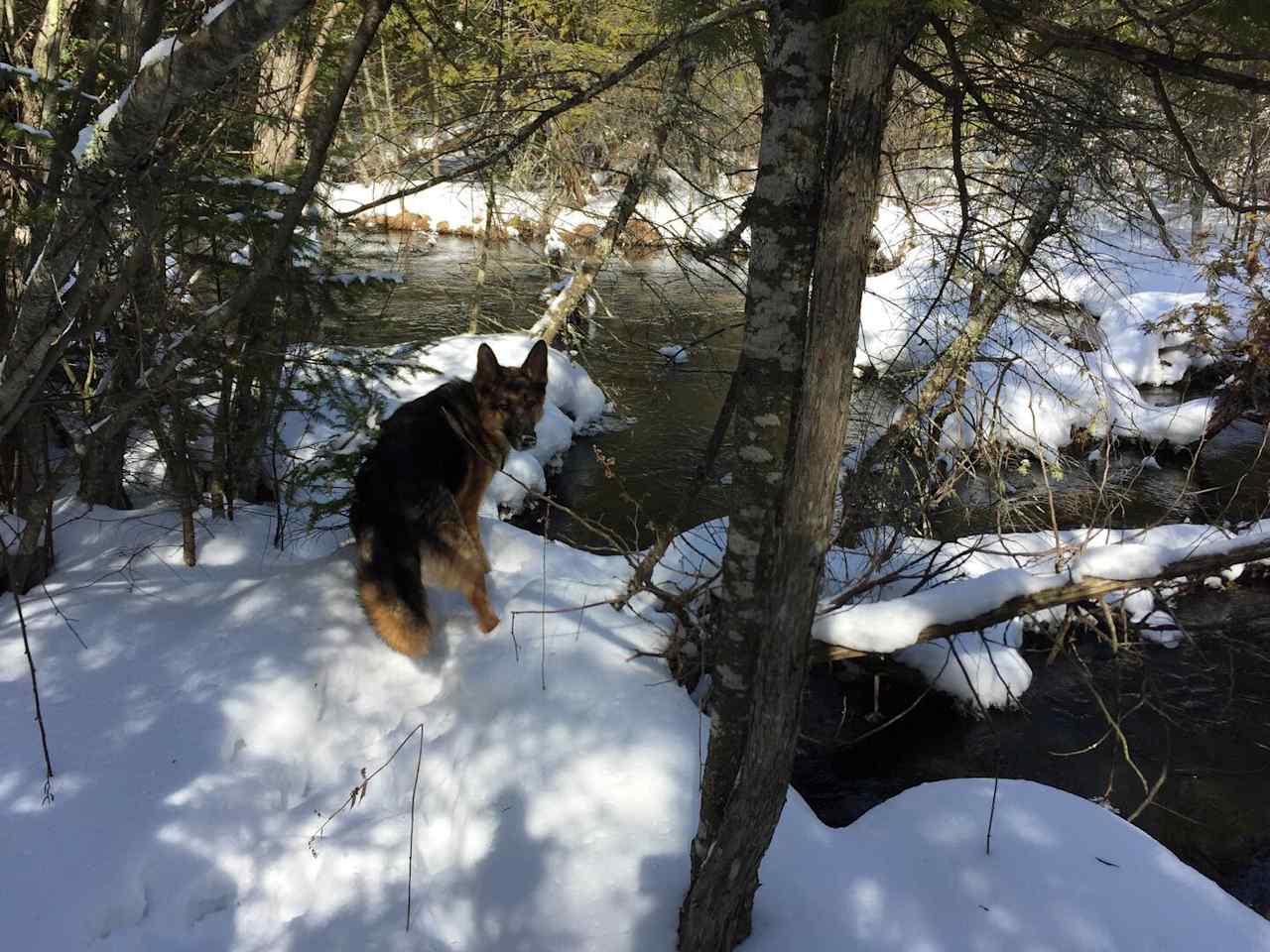 Snowy & cozy@Hanley Lake: dogs too!