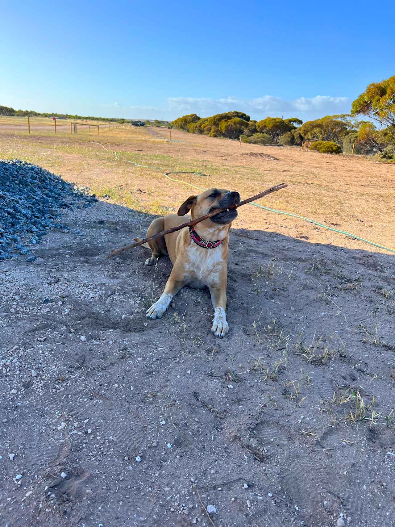 Dog Park Fun