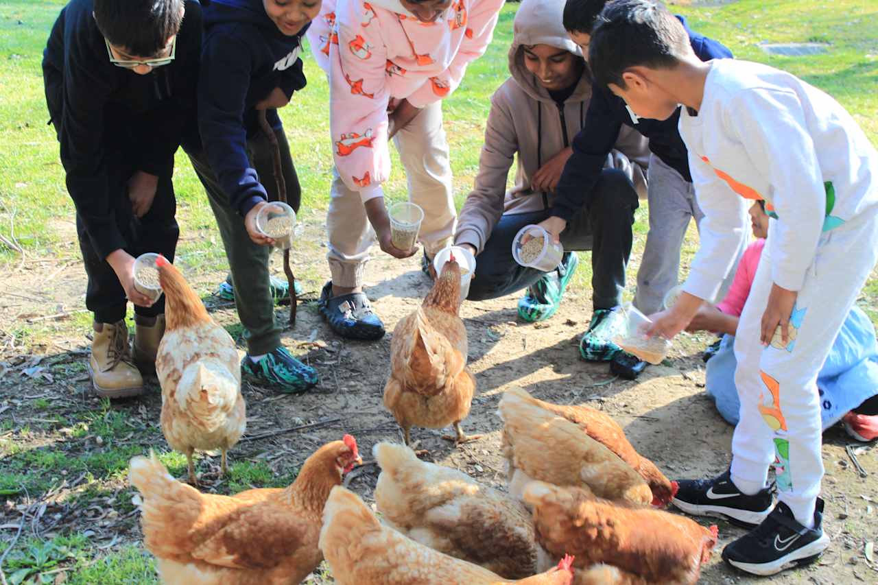 Kids feeding our chickens and then collecting the fresh eggs, 