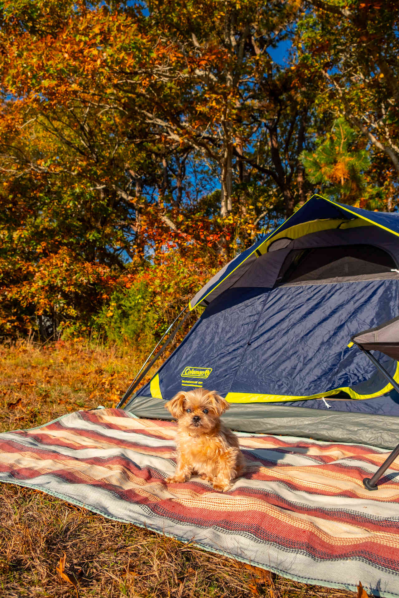 Soaking in the autumn sun.