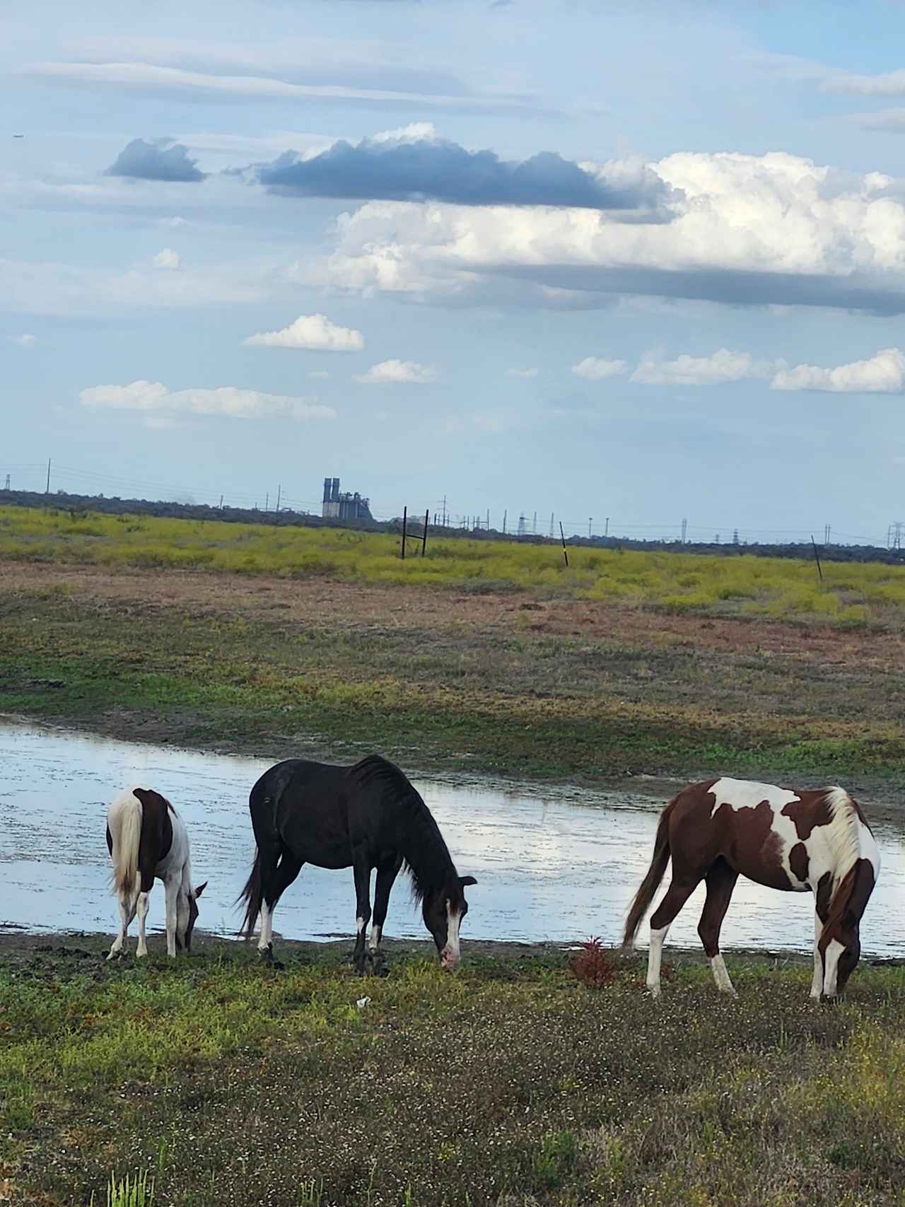 Morrison Farm and Stables