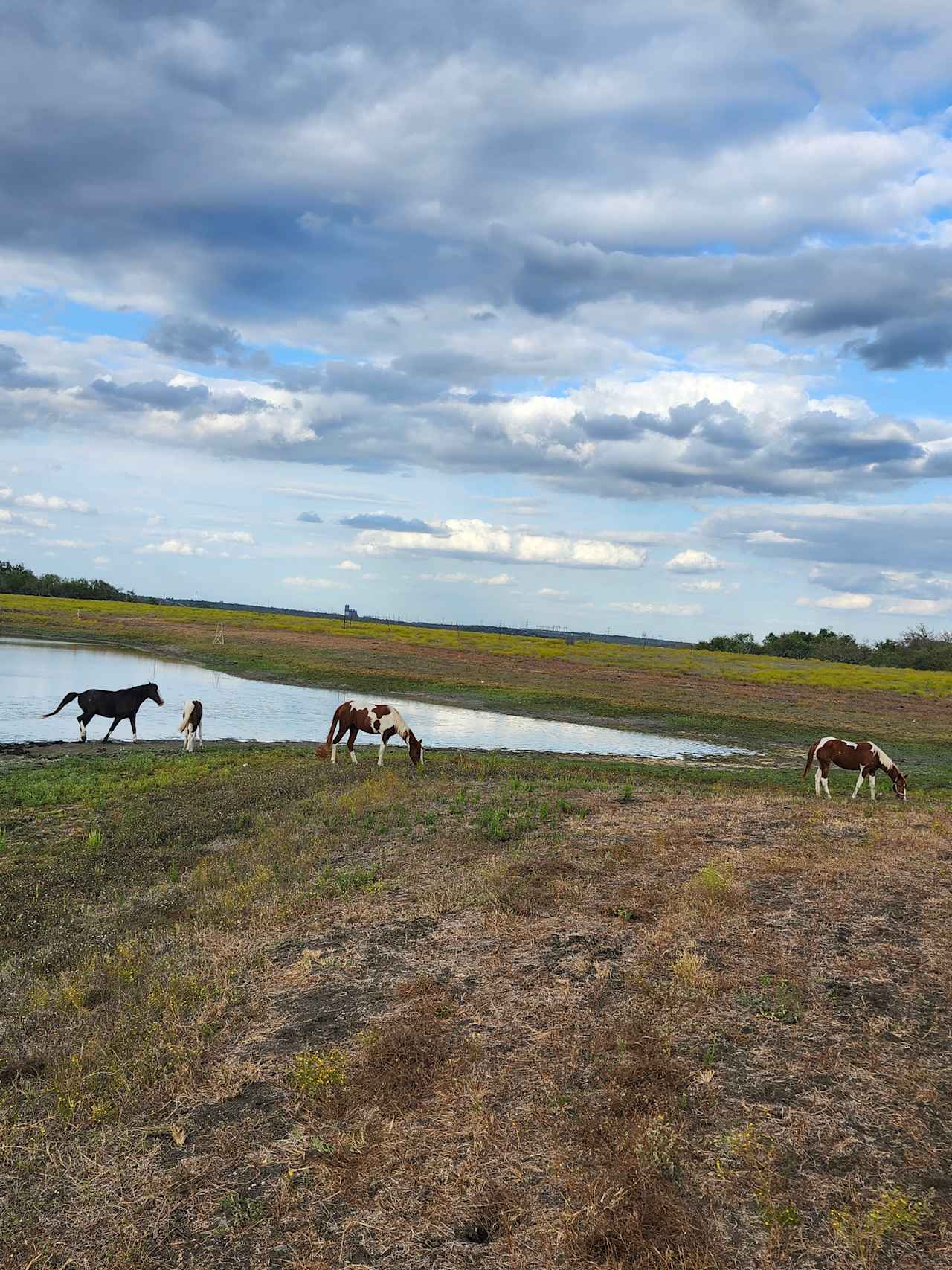 Morrison Farm and Stables