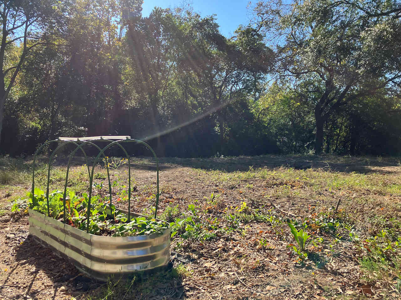 Live Oaks Urban Campsites