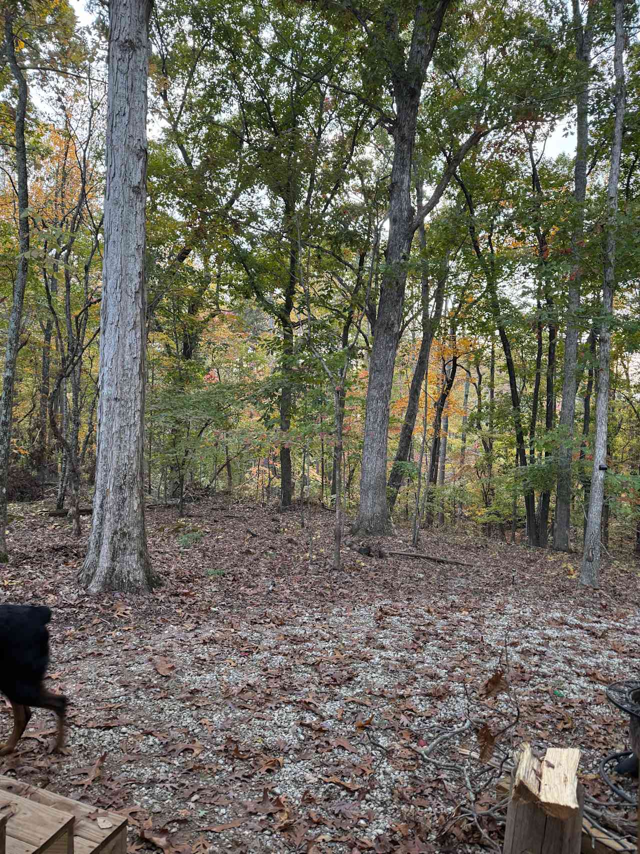 Tails and Trails