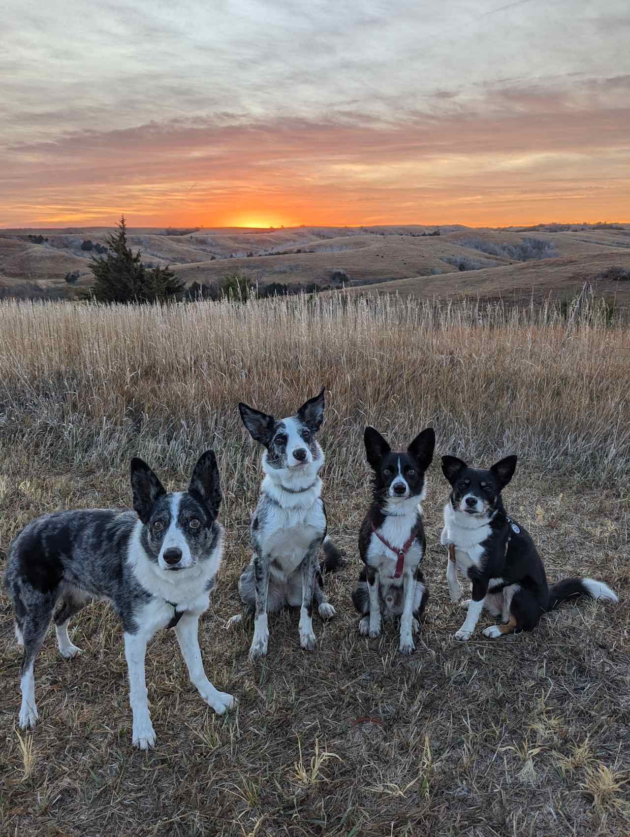 Potters Pasture