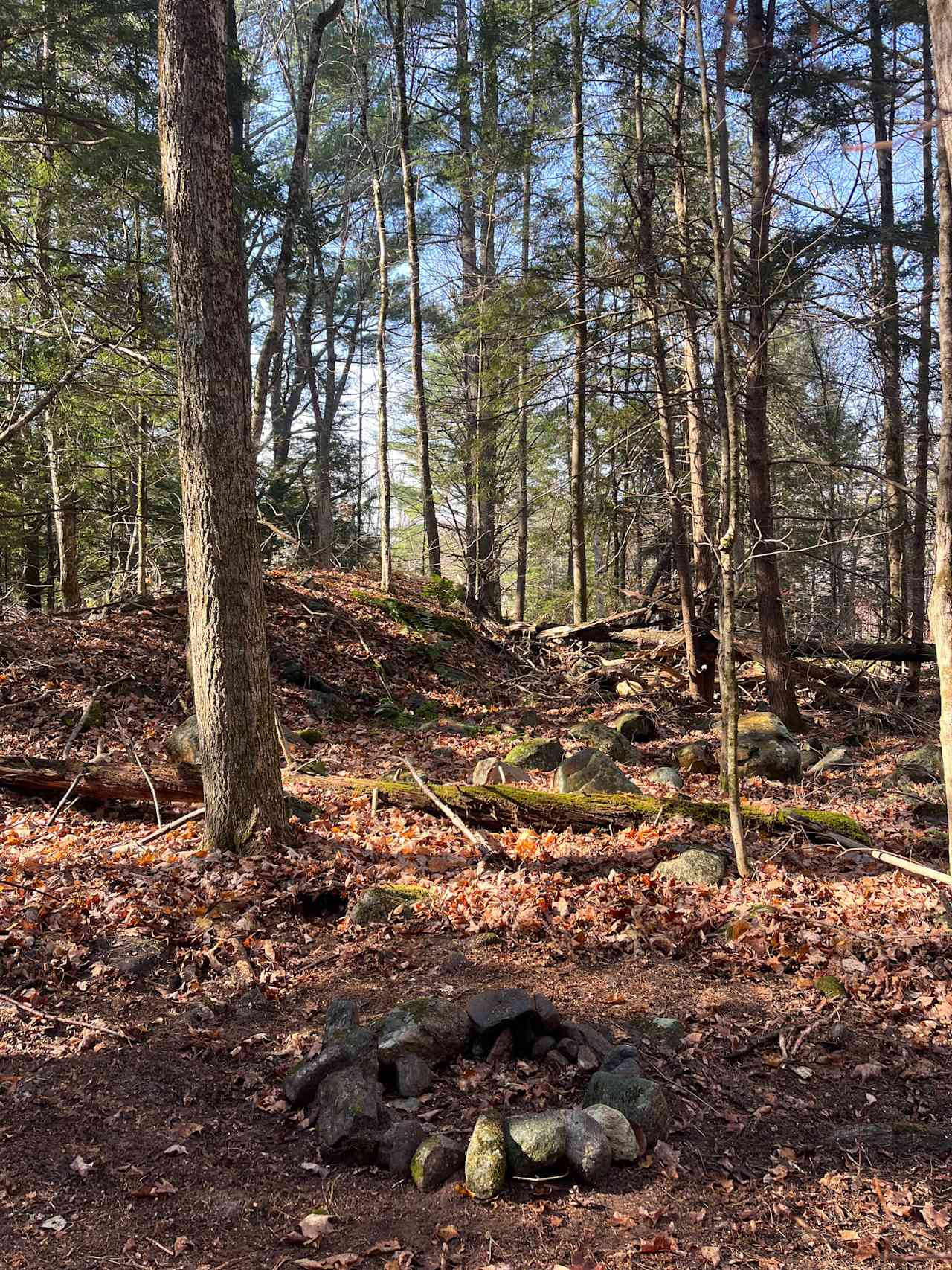 Little Mountain Homestead