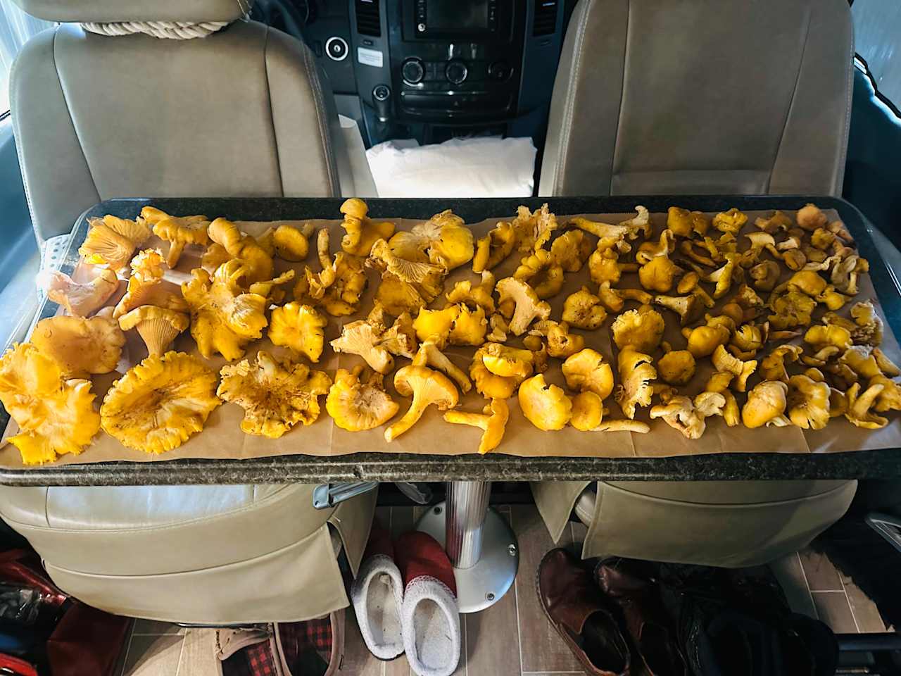Chanetrelles @ Olympic Adventure from Off Mary Clark Road