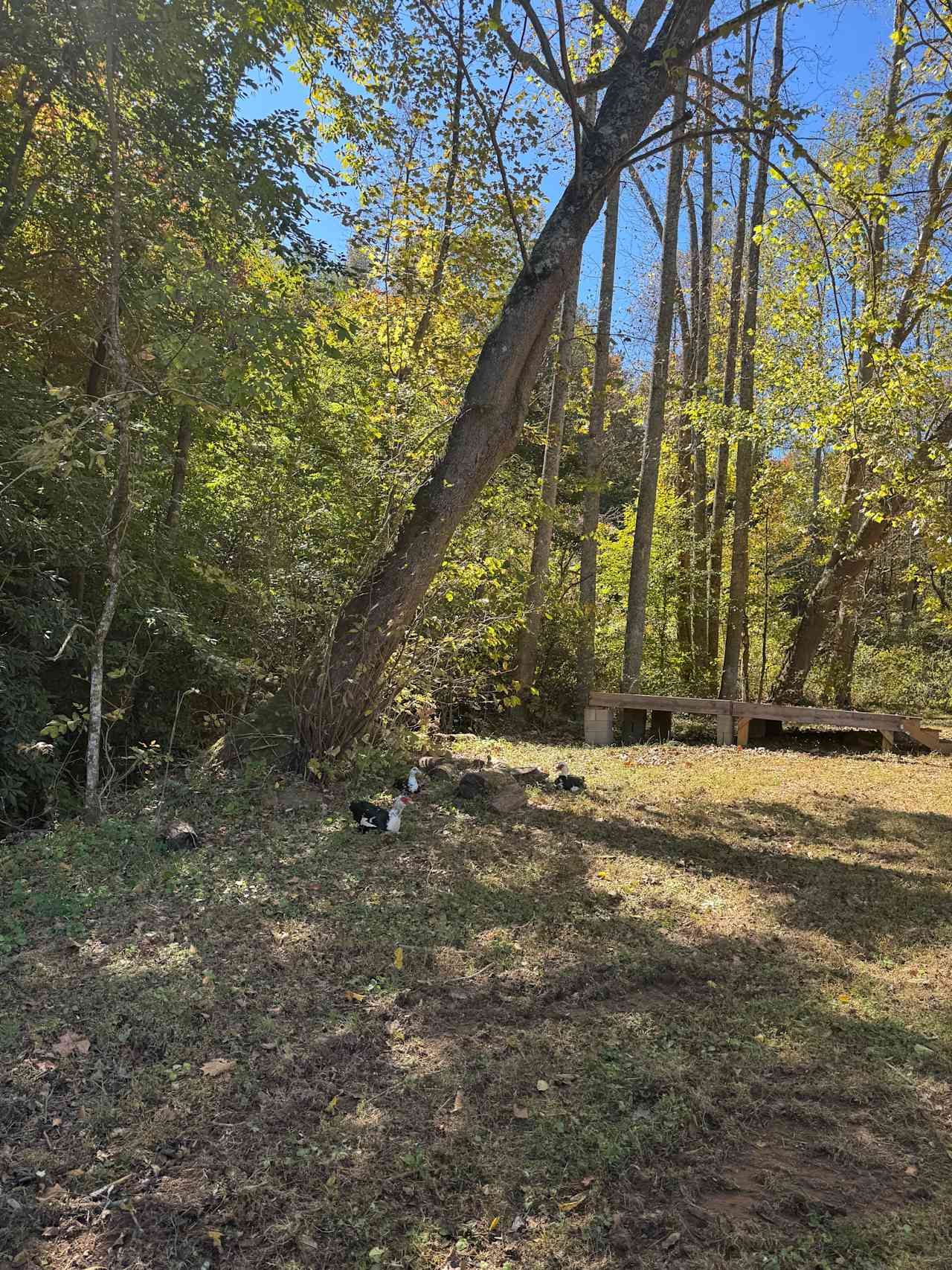 Mountain Farm Camping & Glamping