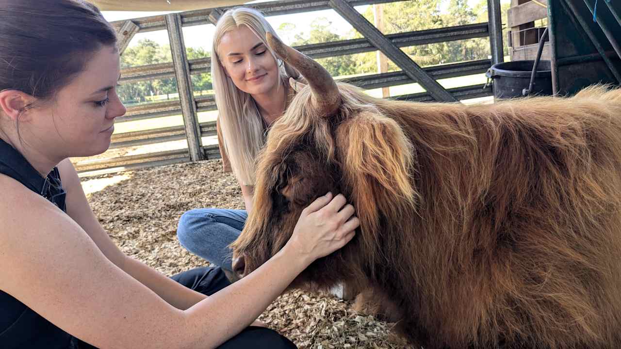 Wake up at an Animal Sanctuary!