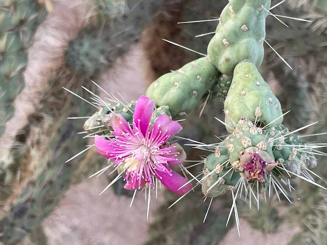 Lone Cholla Ranch