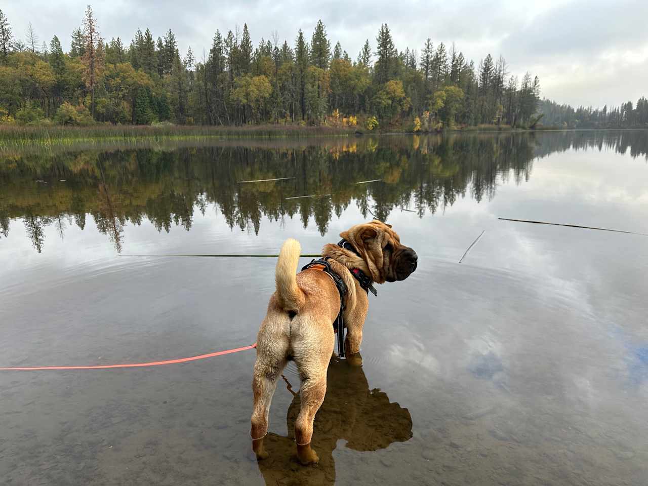 Lake Concow Campground