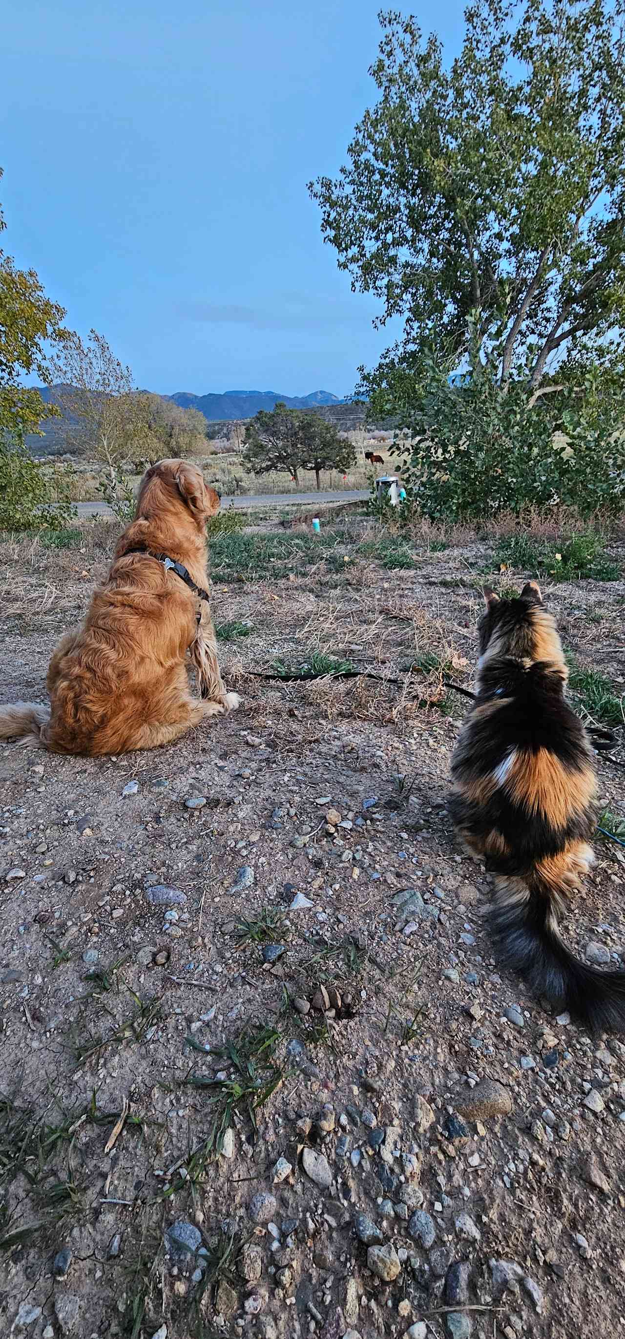 Fuzzbutts Observing the Neighbors Cows