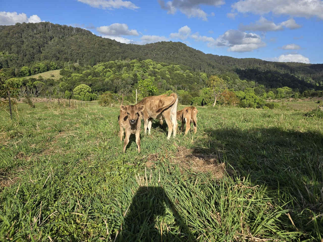 Sol Sanctuary Nimbin