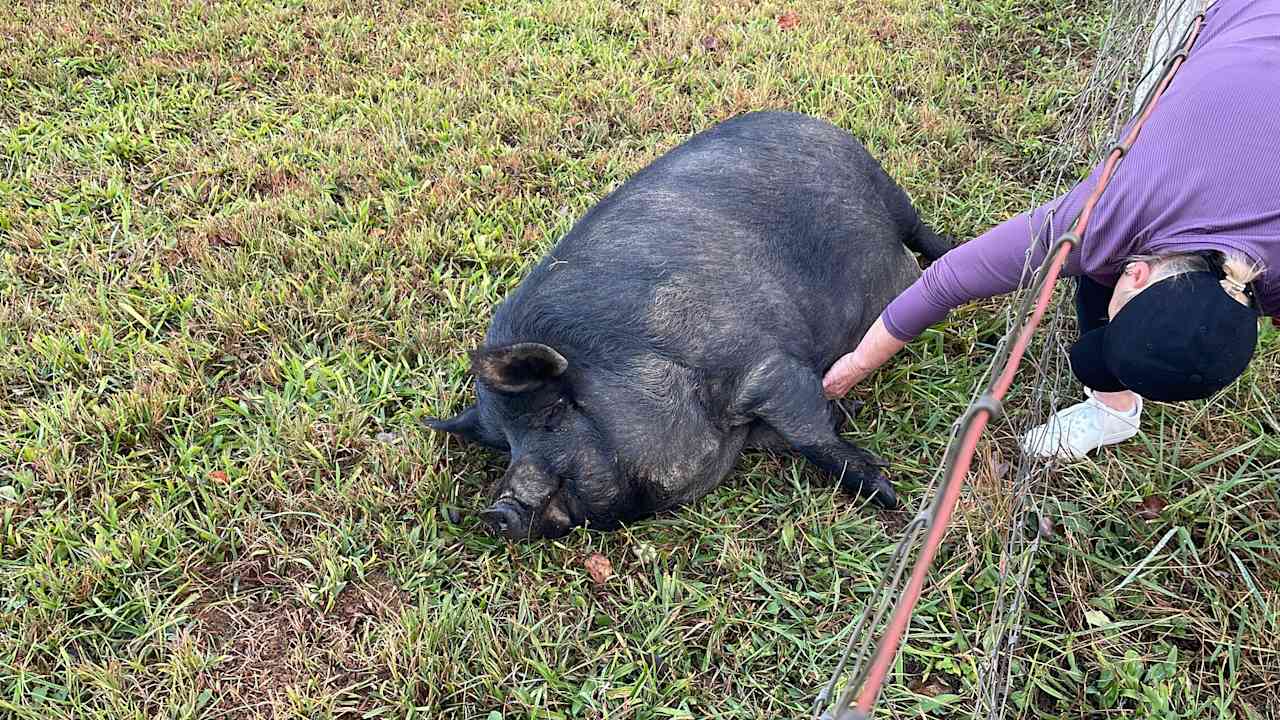 Willamina the Pig