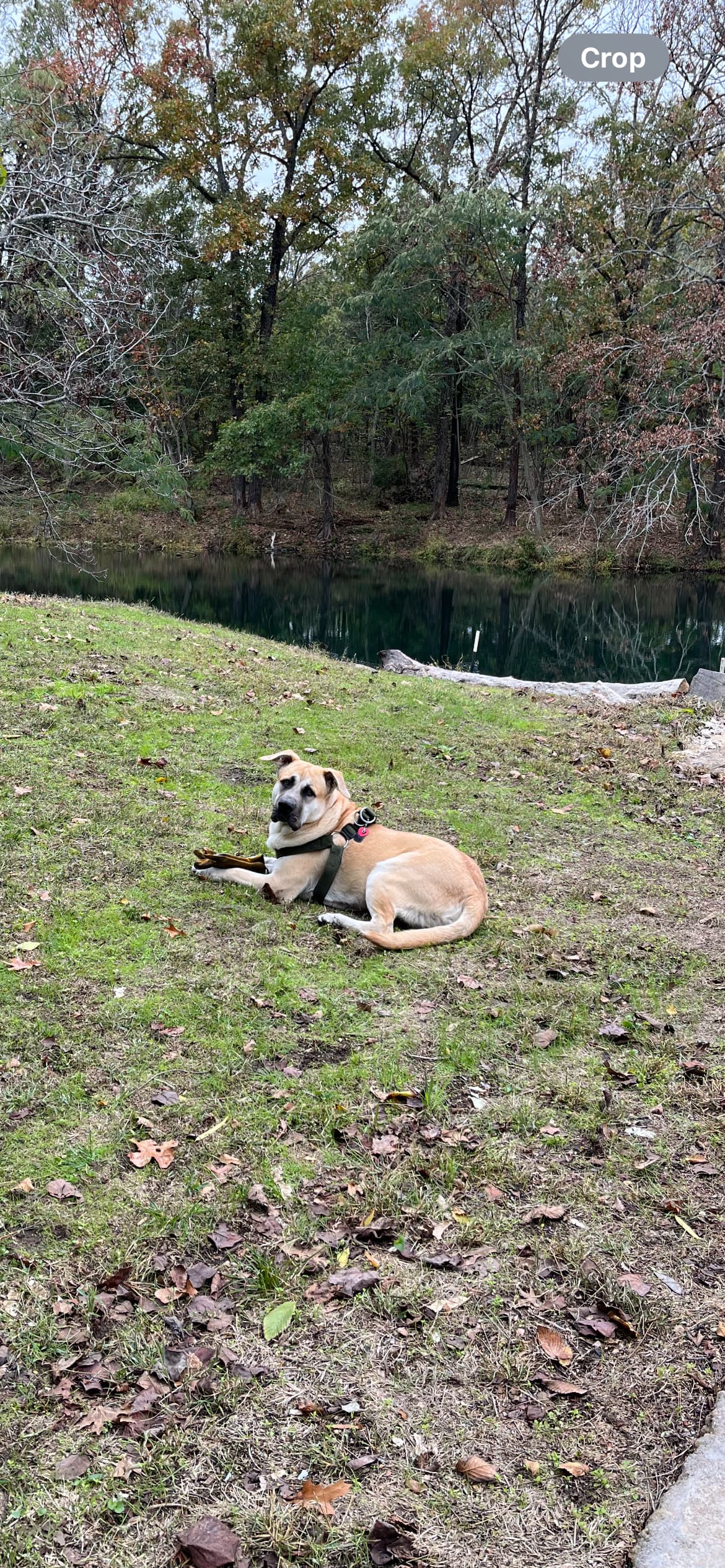 Beaver’s pond