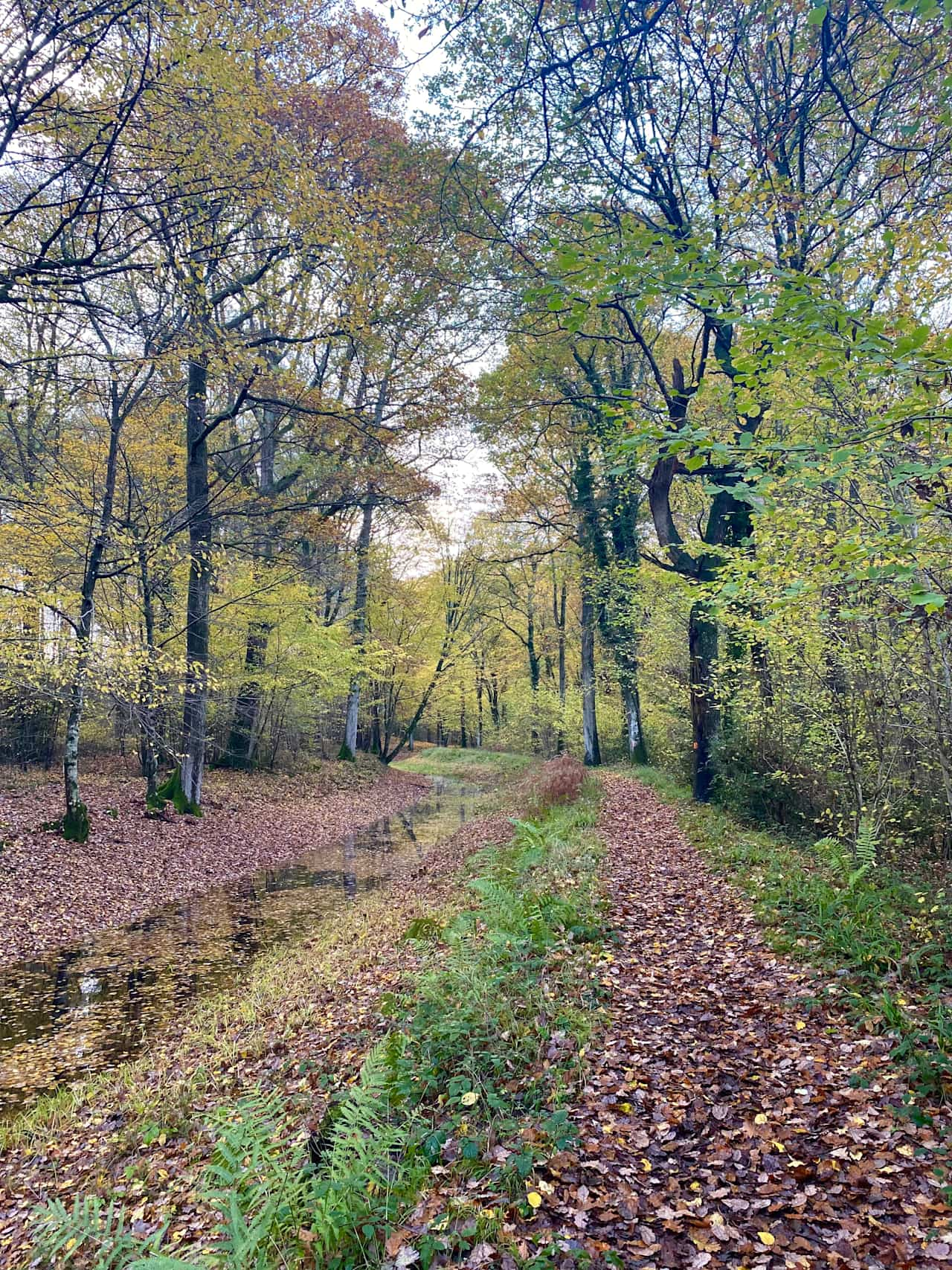 There is endless countryside to explore straight from the field with Sidney Wood a short walk from the field and the Wey and Arun canal path 