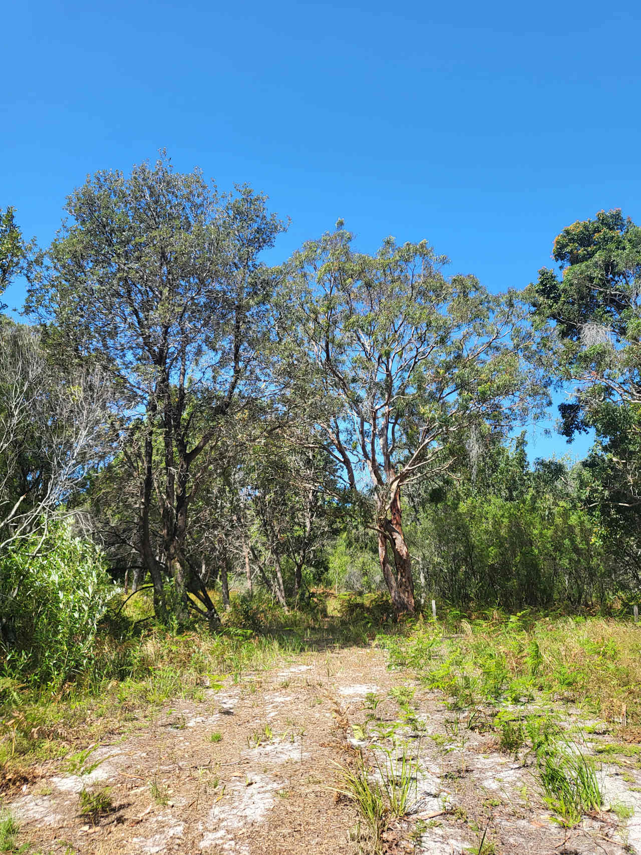 Start the 4WD adventure through bush tracks to the bush camp.
