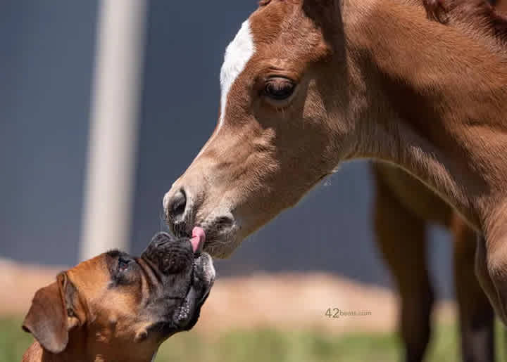 South Serenity Arabians