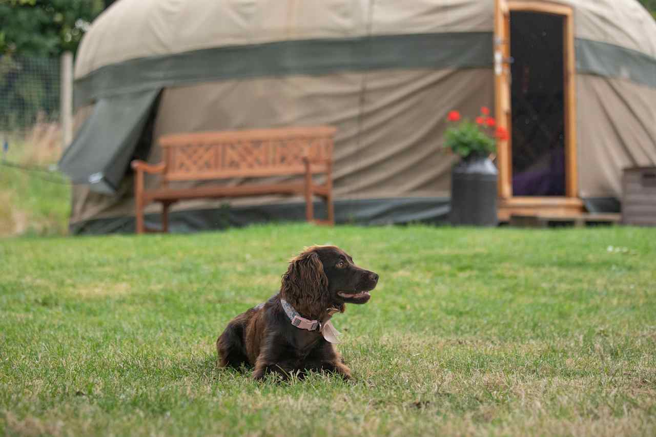 Campden Yurts, Glamping, Cotswolds