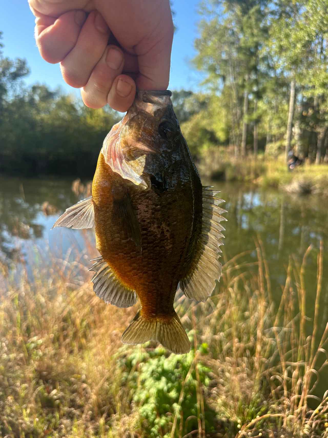 Caddo Springs Farm
