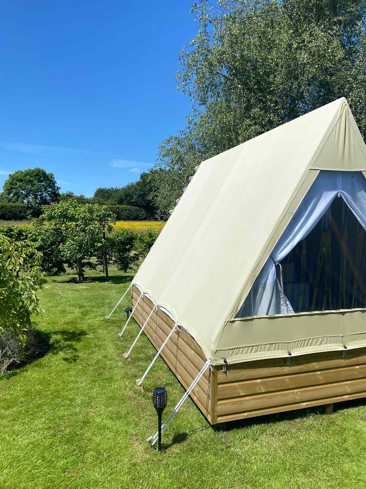 Ready tent in the apple orchard