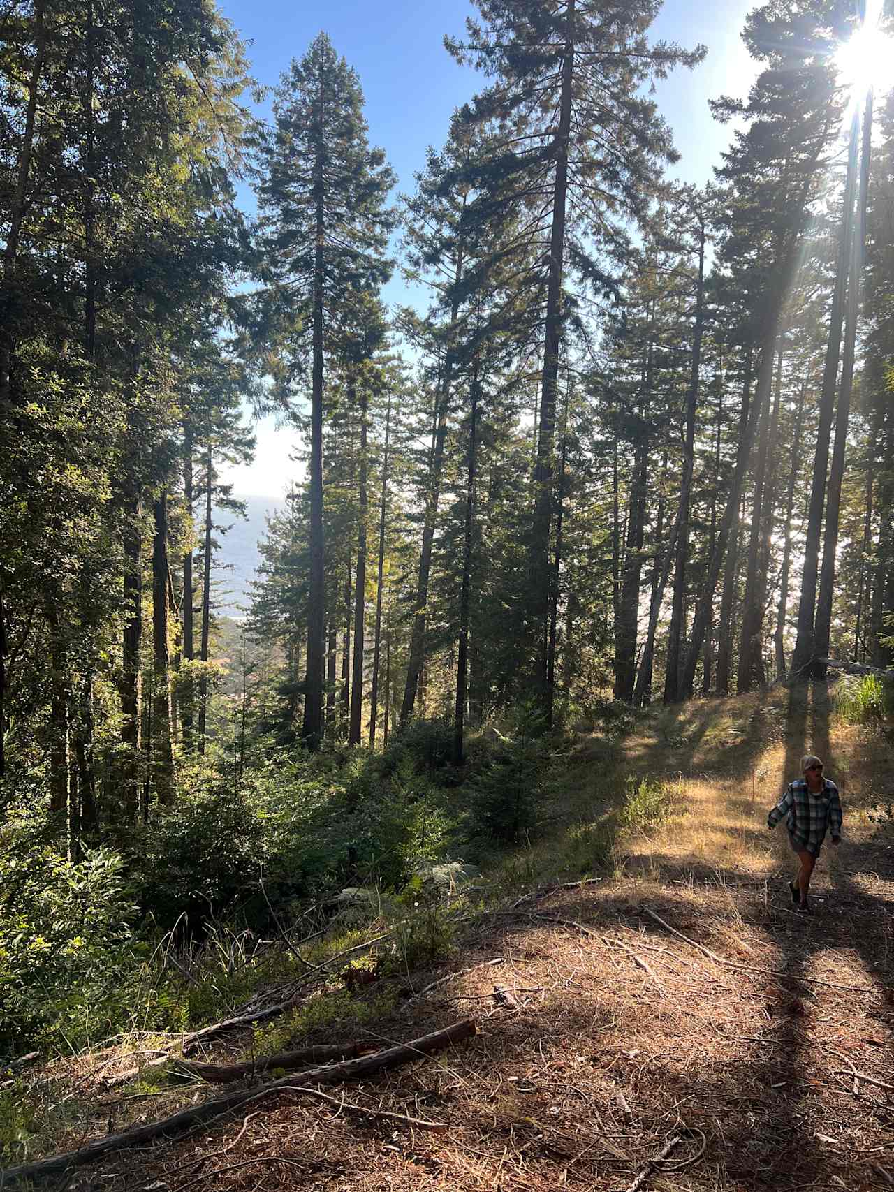 Where the redwoods meet the sea…