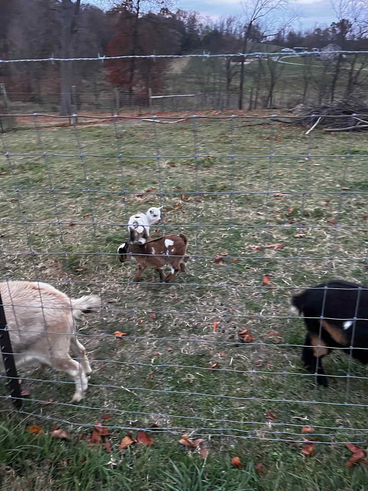 B and M Journey Farm