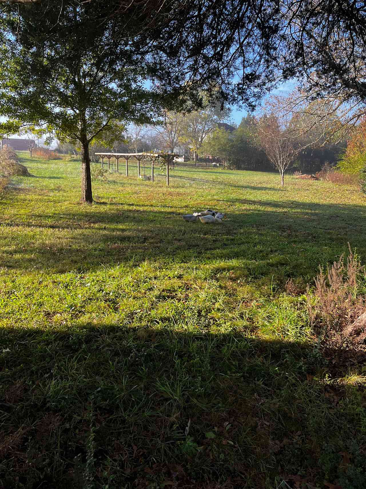 Alpaca Farm and Forested Area