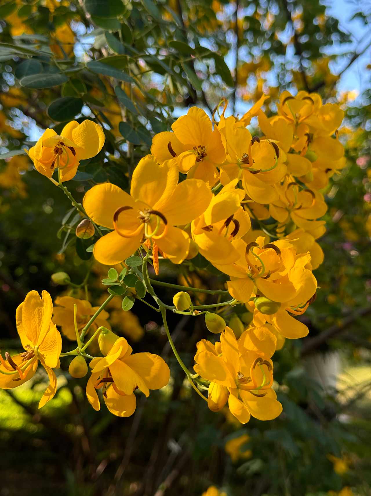 The Bougainvillea Glamping Tent