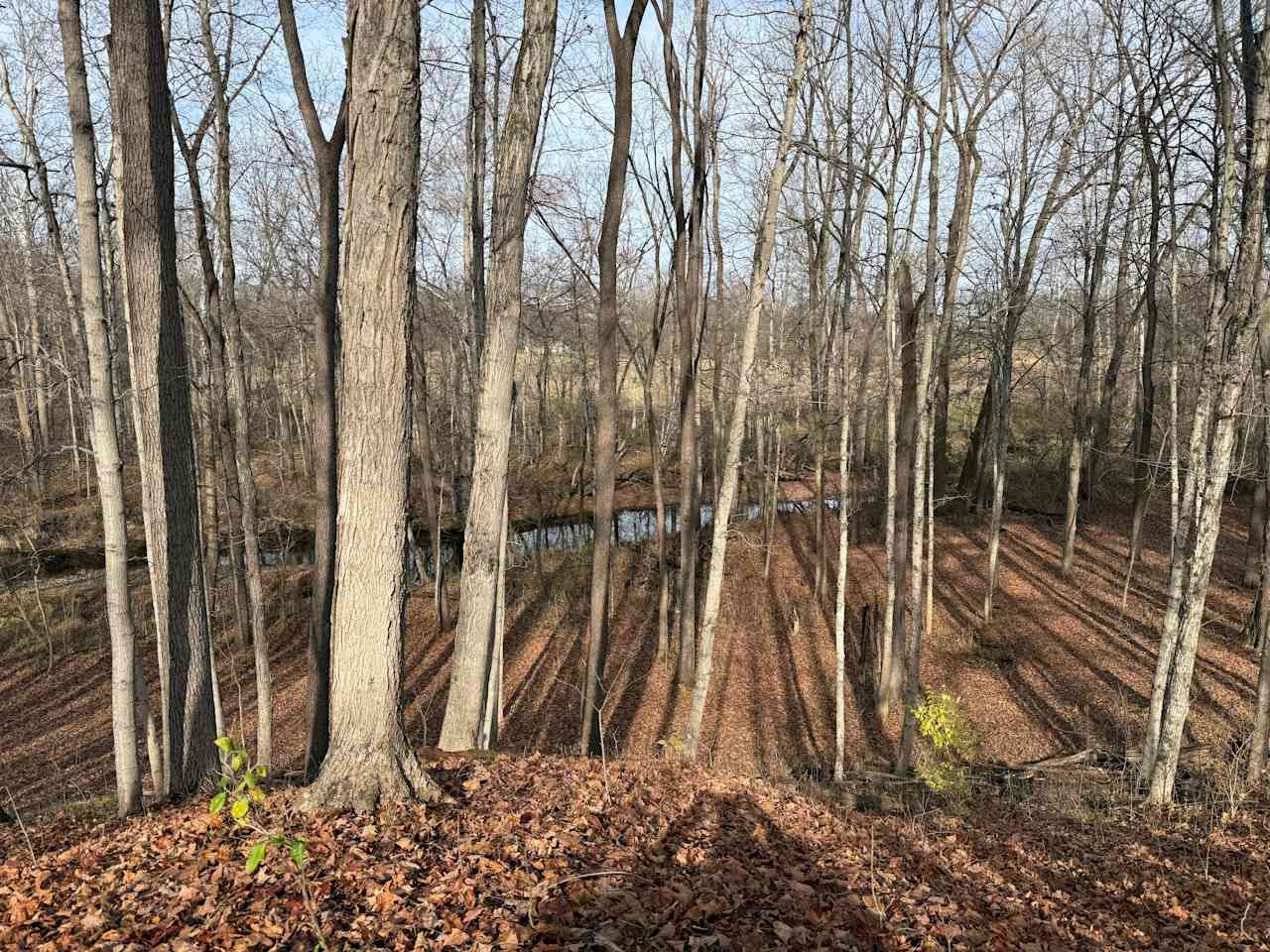 The McIntosh Pines