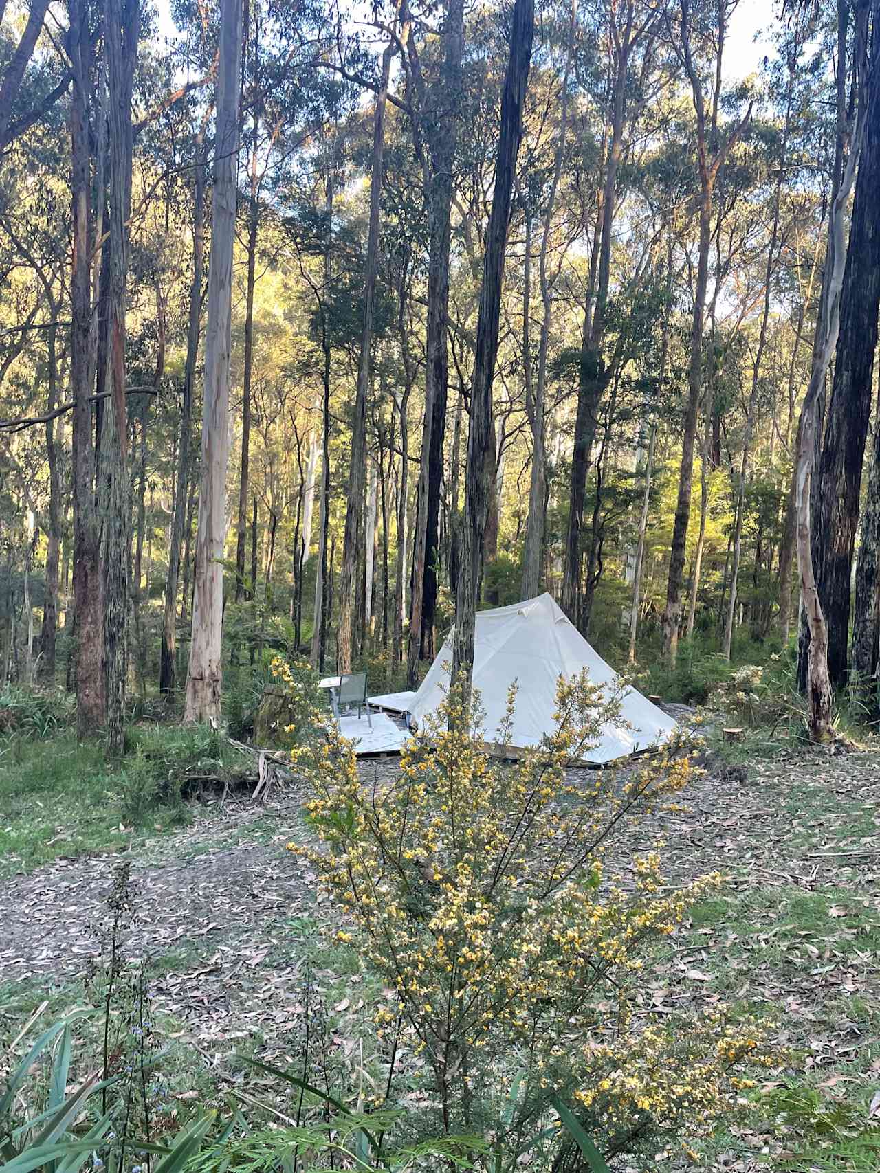 Bell Tent in Forest Near River