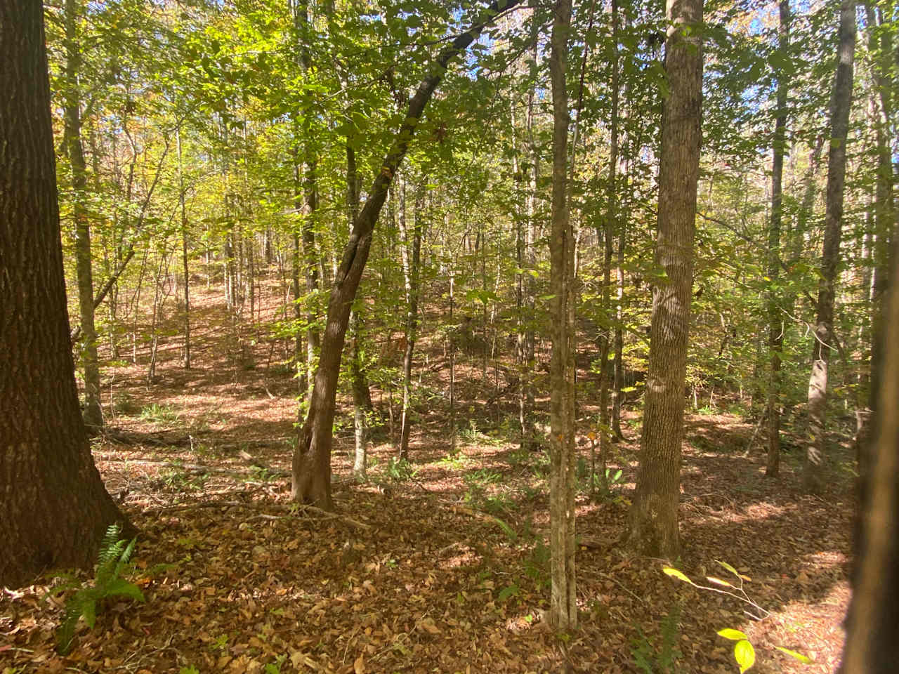 Willow Creek Camping