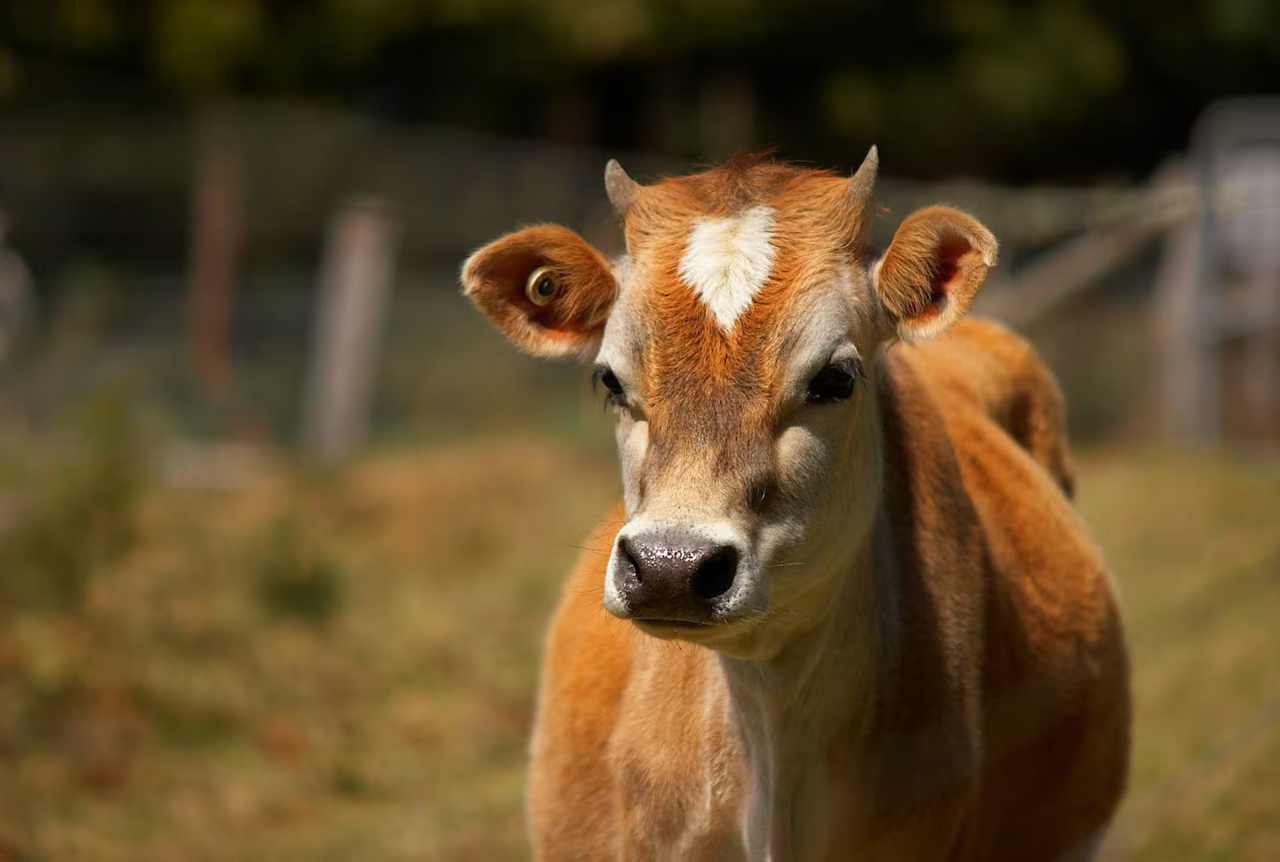 Elvenhome Eco Farmstay Tasmania