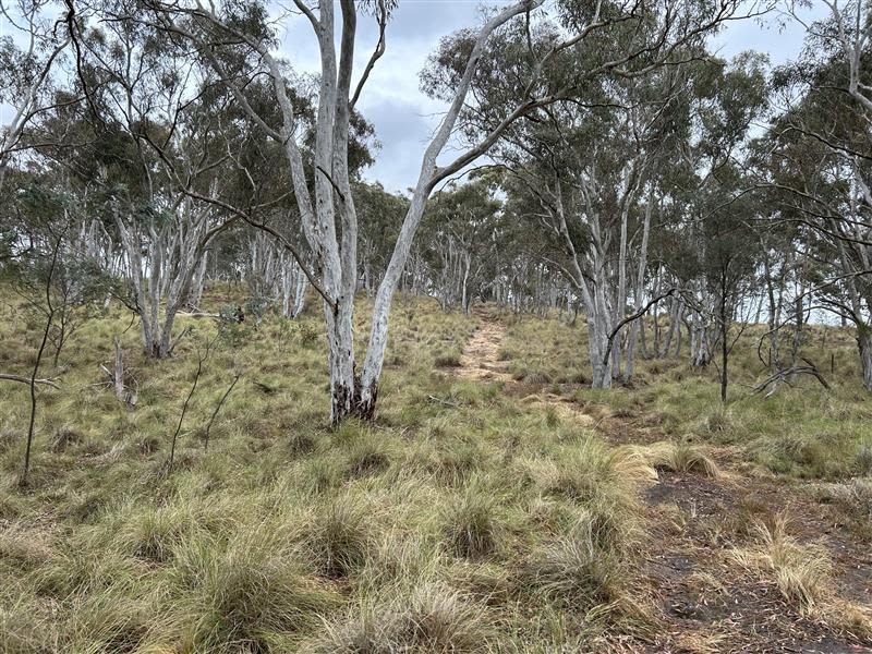 Wamboin Bushland Camp