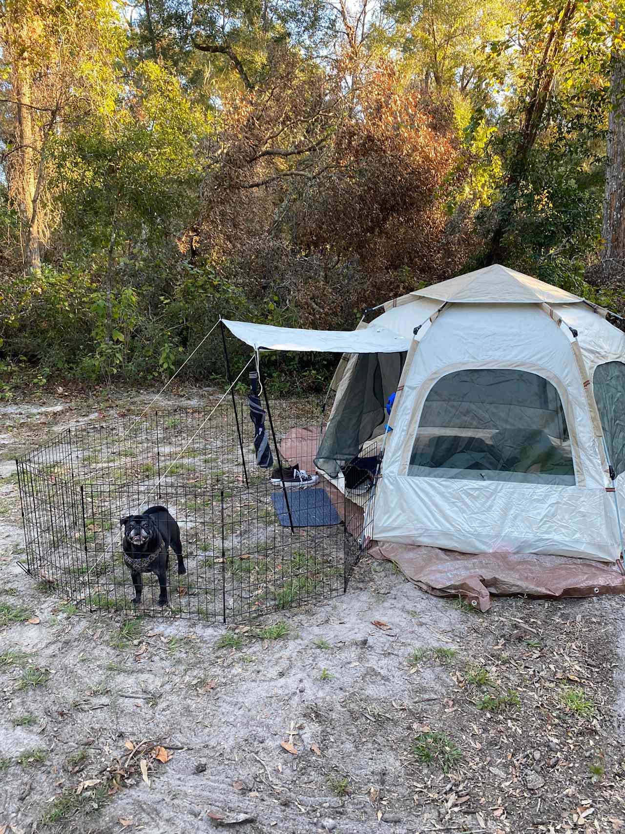 Secluded Wooded Campsite 🏕️