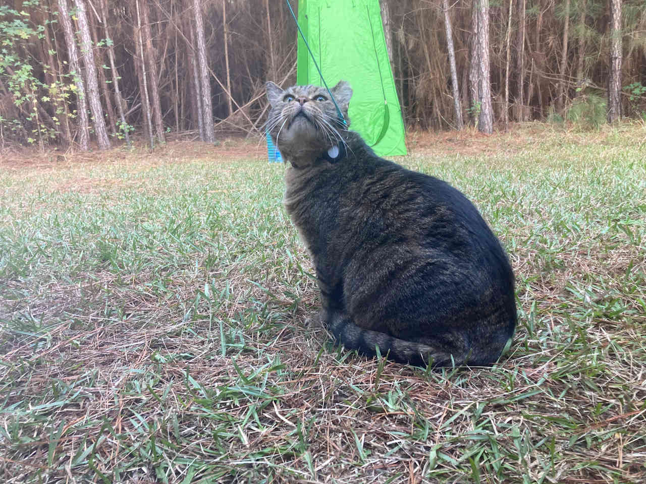 I also camped with my two cats, of which my big tabby enjoyed the privacy and the outdoors as well.