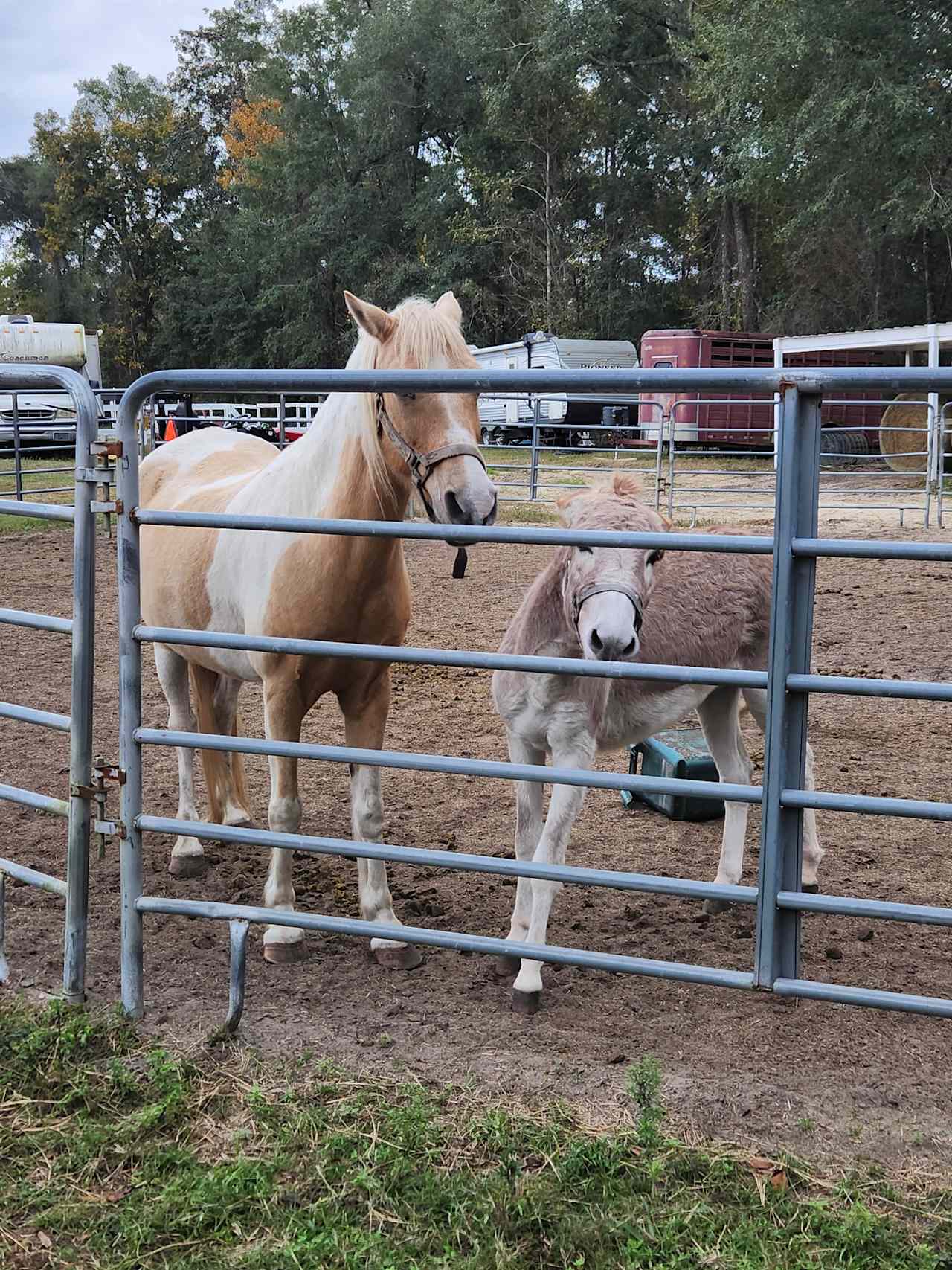 Crazy 8 Ranch & 4 Steps Horse Rescue
