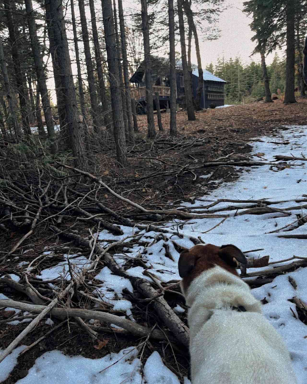 Lazy Bear Cabin