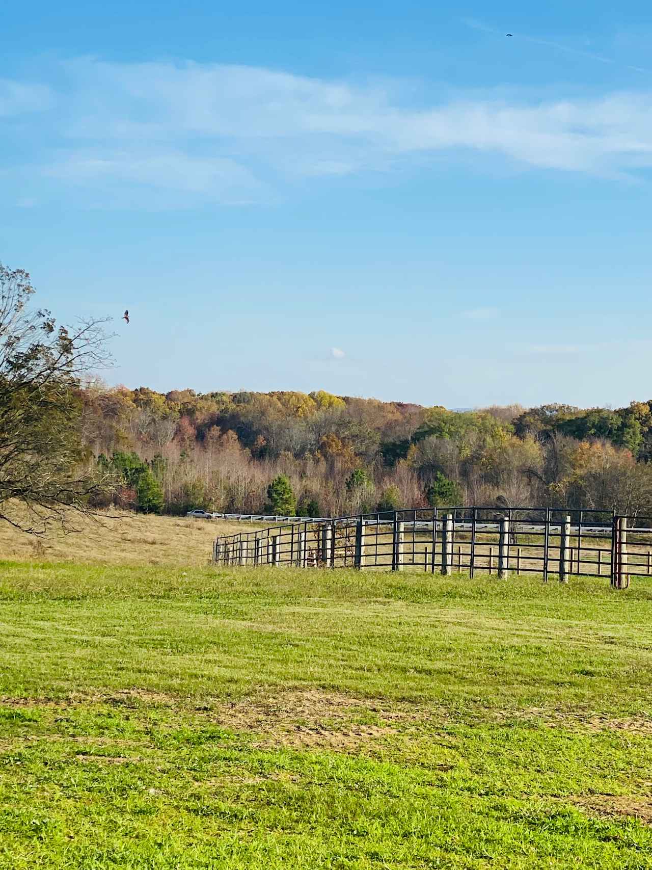 High Heifer Draft Farm