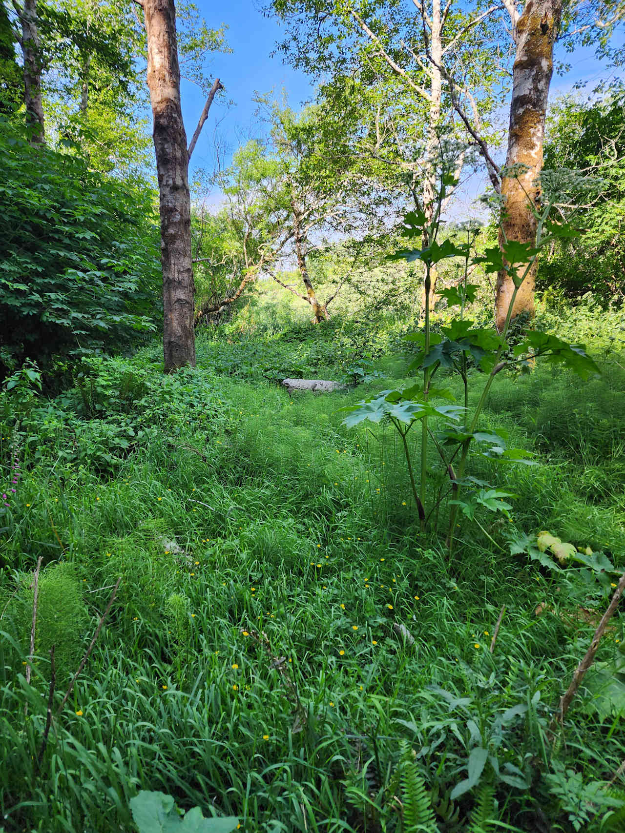 Waterfront Magical Forest