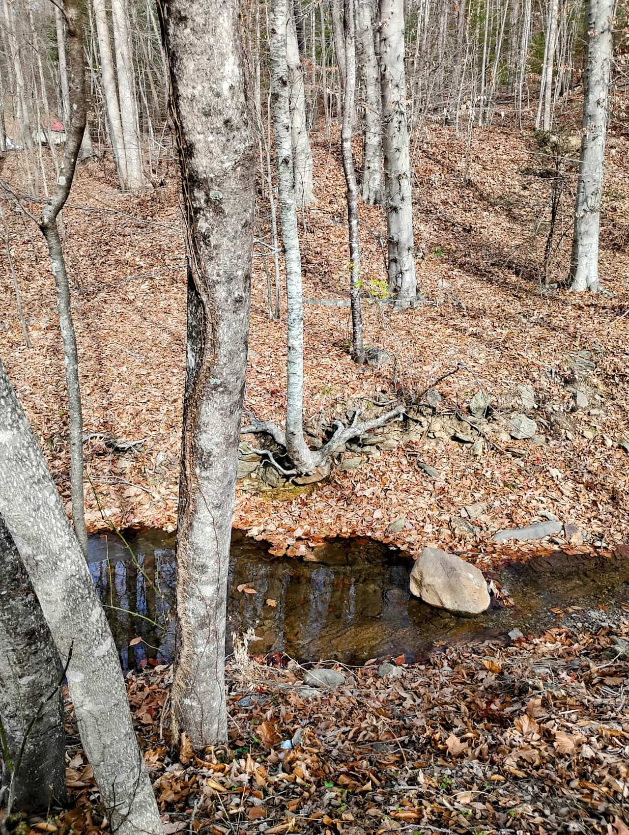 Creekside view from your RV spot. Enjoy!