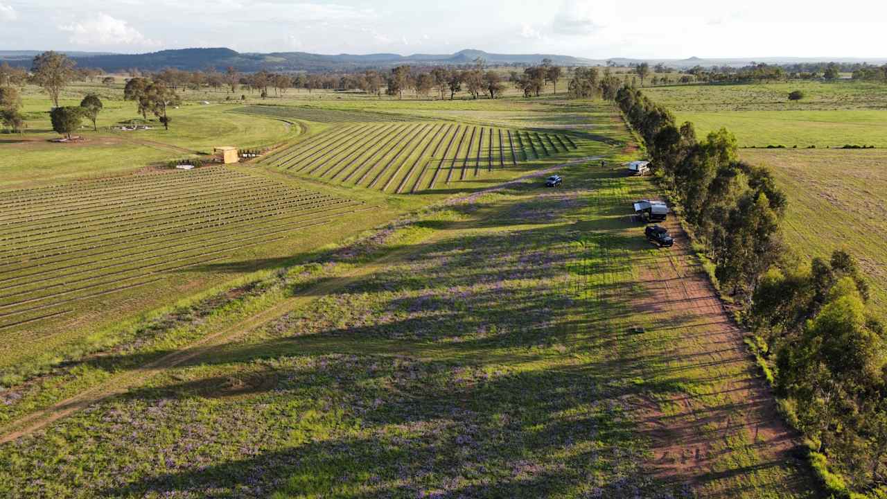 Back Paddock Botanical - Lavender